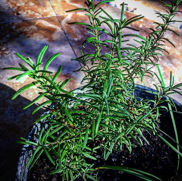 Screenshot 2017-11-11 at 7.39.50 AM